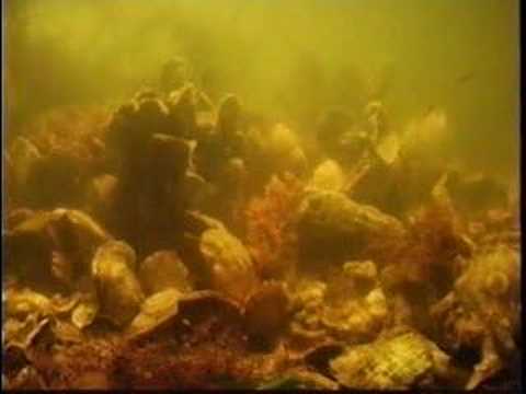 Time-lapse: Oysters Filtering Water