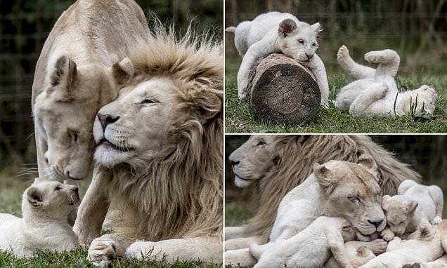 Rare quintuplet white lion cubs play in their enclosure