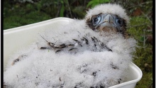 Peregrine falcon chick