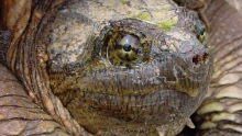 Snapping turtle