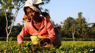 Assam tea garden