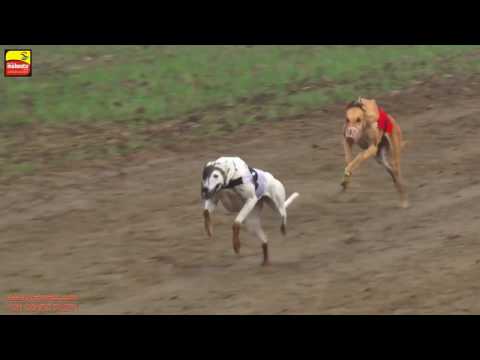 WARRING (Sri Muktsar Sahib) | ਸ਼ਿਕਾਰੀ ਕੁੱਤਿਆਂ ਦੀਆਂ ਦੌੜਾਂ | GREYHOUND RACES - 2017 | FULL HD |1st