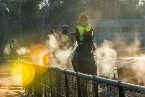 Early morning trackwork on a sub-zero winter morning at canberra's Thoroughbred Park race course. 
