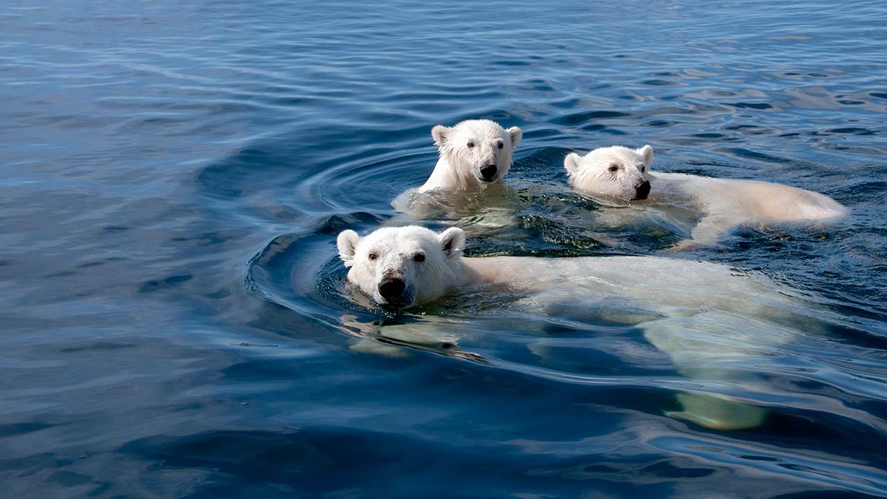 The 6 Most Iconic Canadian Animals