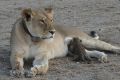 A leopard cub nurses from a lioness known as Nosikitok in Tanzania's Ngorongoro Conservation Area.