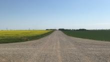 Sask grid road summertime crops