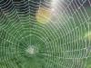 7 ways to spider-proof your house and garden