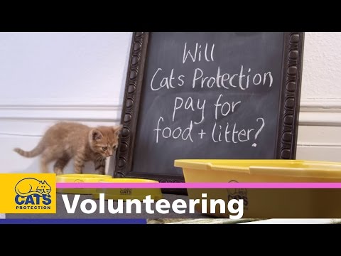 Being a Cats Protection fosterer