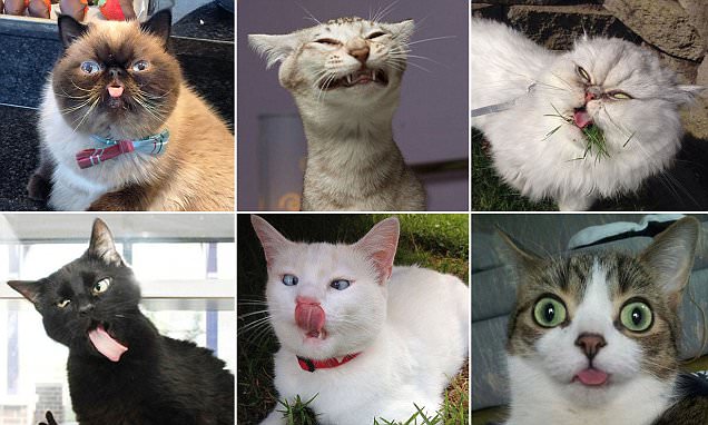 Ugly cats are posted on purrtacular website