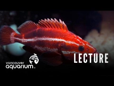 Introduction To Marine Life Course: Sub-tidal Marine Organisms