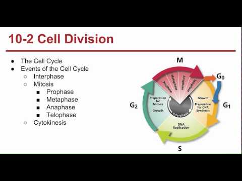 Ch. 10 Cell Growth and Division