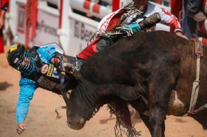 Mike Lee, of Fort Worth, Texas, is bucked off Little Dipper during bull riding at the Calgary Stampede in Calgary, ...