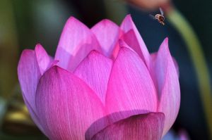 In this July 12, 2017 photo, a bee hovers above a blooming lotus flower at Echo Park Lake in the Echo Park neighborhood ...