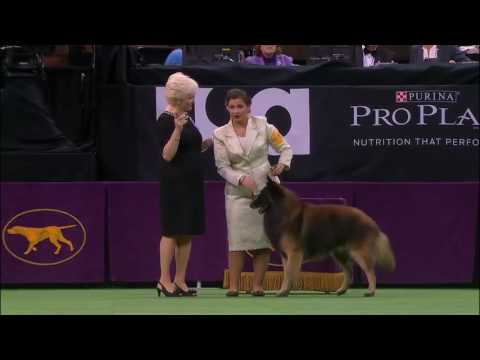 Westminster Kennel Club Dog Show 2016   Best of Herding Group   YouTube 480p