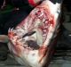 The 150-kilogram mako shark caught by fishermen near Gladesville bridge.