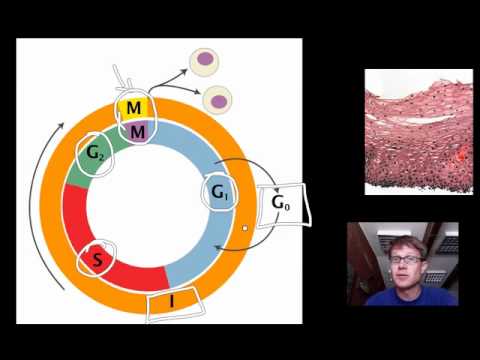 Cell Cycle, Mitosis and Meiosis