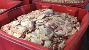 Chicken that was intended for sale at Bill's Chicken in Moorebank, in rusty and corroded bins.