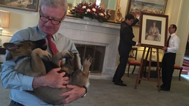 Gavel as a puppy enjoying a scruff with Queensland Governor Paul de Jersey.