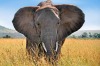 APT is offering special flight deals with it's Africa safari packages.
