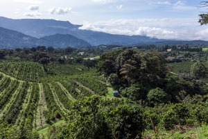 Coffee heaven: Hotel Finca Lerida coffee plantation and boutique hotel in Boquete, Panama.