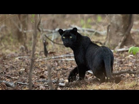 MUDUMALAI NATIONAL PARK WILD ANIMALS | TIGER in RESERVE | 2016