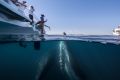 Whale watchers enjoy the company of a humpback in Hervey Bay. 