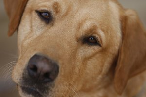 A yellow Labrador retriever, who is a military working dog.