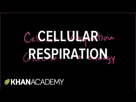 Introduction to cellular respiration | Cellular respiration | Biology | Khan Academy