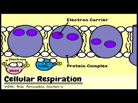 Cellular Respiration and the Mighty Mitochondria