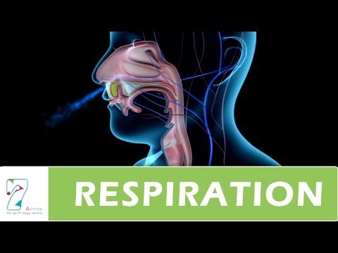 Respiration