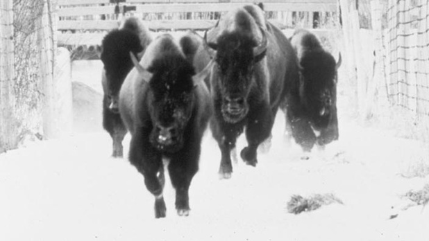 L'odyssée du grand bison d'Amérique