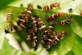 From mates to meal: if a plant is noxious enough, caterpillars will eat each other instead.