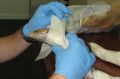 Biosecurity workers unwrap lizards after they survived being taped up and posted.