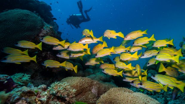 Record high water temperatures coral bleaching in 2016 and 2017.