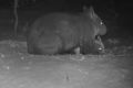 A northern hairy-nosed wombat mother and joey which was born at the Richard Underwood Nature Refuge near St George in ...