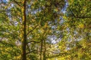 Explore the Wet Forest in Apollo Bay.