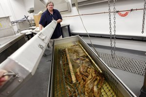 Cheryl Bright, collection manager for the department of invertebrate zoology, closes a container holding a giant squid that was collected in the Gulf of Mexico, at the Smithsonian Museum Support Center in Suitland, Md. on Tuesday, July 20, 2010