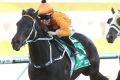 Jockey Rachel King rides Sound Proposition to win race 6, The Racing To Win Handicap, During Sydney racing at Royal ...