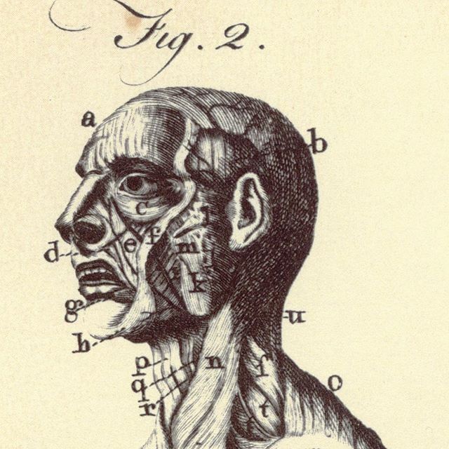 This #illustration of the #muscles of the #human #head is from the first edition of #encyclopediabritannica and was most likely drawn by #britannica cofounder and engraver #andrewbell. #anatomy images like this were common in the first edition, offering a series of detailed and labelled drawings, extremely accurate for that time. 
Britannica continues to become more and more accurate with its #anatomical #drawings and now offers more detailed and developed illustrations of the human #muscle system online. #scientific innovations have allowed us to know more about the #humanbody and technological advances have allowed us to accurately illustrate what we know. 
Check out our modern human anatomy drawings: https://www.britannica.com/science/human-muscle-system/images-videos

Image credit: Encyclopedia Britannica, INC.

#vintage #face #facialmuscles #humanhead