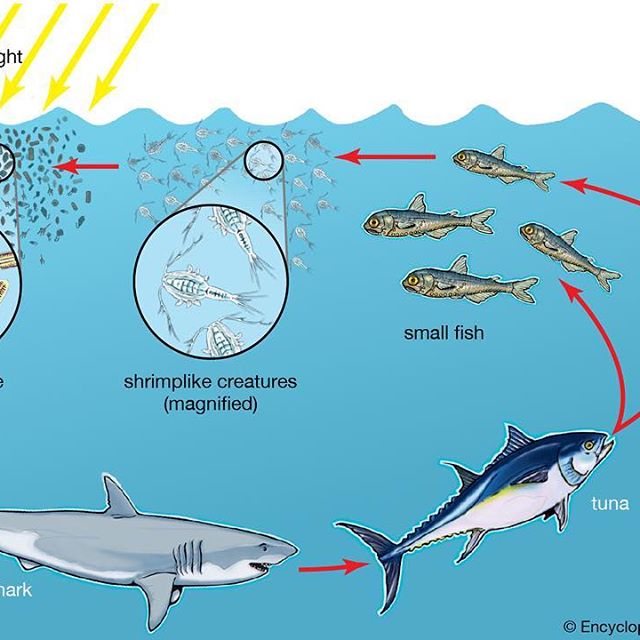 #diatoms are #unicellular #organisms which are often the base of #ocean #foodchains. #phytoplankton populations (which include diatoms) rise and fall in cycles, but overall phytoplankton populations in the oceans have dropped about 40% due to rising #sea surface temperatures. 
This is problematic since #plankton are generally the keystone species. If the phytoplankton dies, so do the small #aquatic #animals which eat the phytoplankton. If the small aquatic animals die, so do the small #fish who prey on them, and so on. In this way, the rising sea temperatures pose a real threat to most #aquaticlife.

Dive into our article about food chains: https://www.britannica.com/science/food-chain

Image credit: The Illustrators of Encyclopedia Britannica. Encyclopedia Britannica, INC.

#oceanlife #marinebiology #blueplanet #sealife #lifecycle