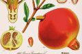 A 19th-century botanical illustration of Punica granatum by Otto Wilhelm Thome from Damien Stone's book, Pomegranate: A ...