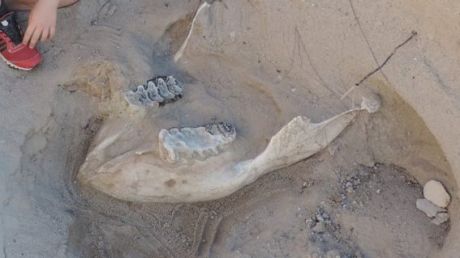 Jude Sparks with the stegomastodon fossil he stumbled across near Las Cruces, New Mexico. 