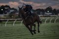 Track improvements: Winx during a gallop at Rosehill.