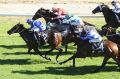 Sport course specialist: Felines wins the Gold Rush at Hawkesbury. She will look for her 10th victory at Randwick on ...