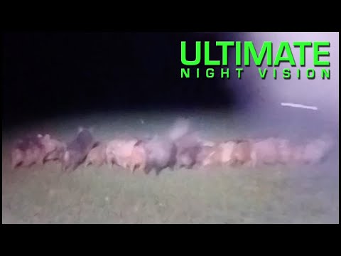 Hunting Hogs Texas Style