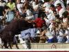 Angry bull goes on a rampage at Spain festival