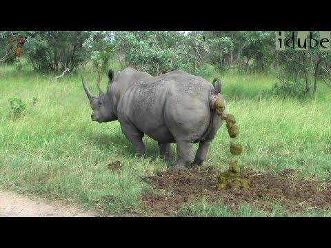 White Rhino Marking His Territory