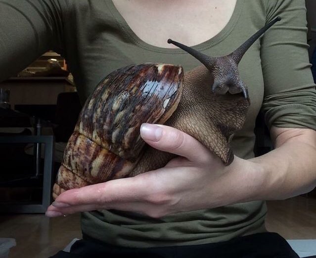 This giant African land snail looks like a bunny