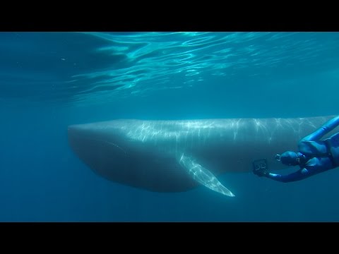 GoPro: The Search for the Blue Whale - A Prelude to 'Racing Extinction'