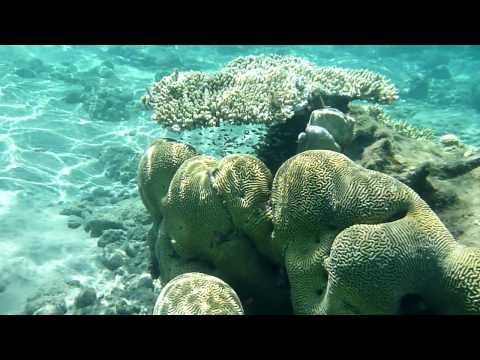 Snorkeling in the Gulf of Aqaba